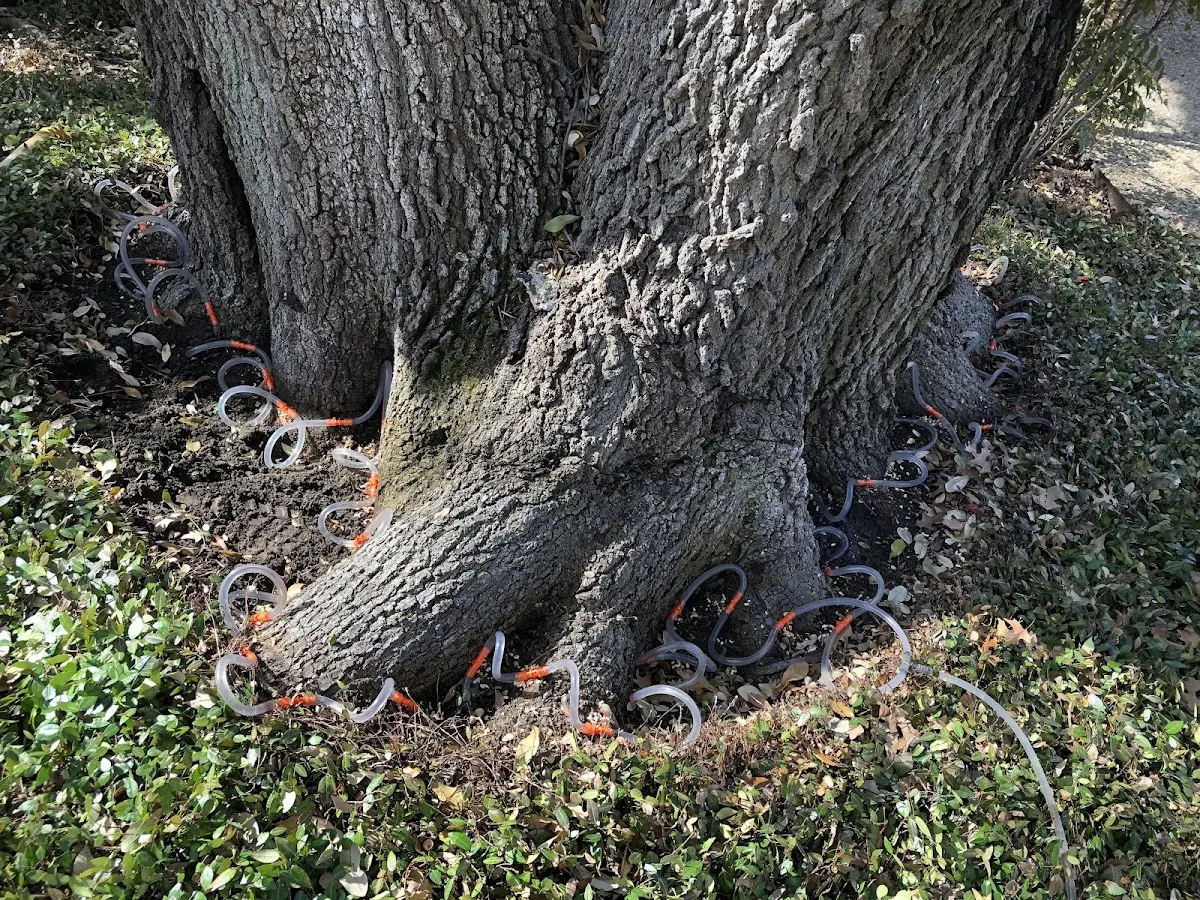 Detailed Tree Cabling and Bracing job site in Rinard